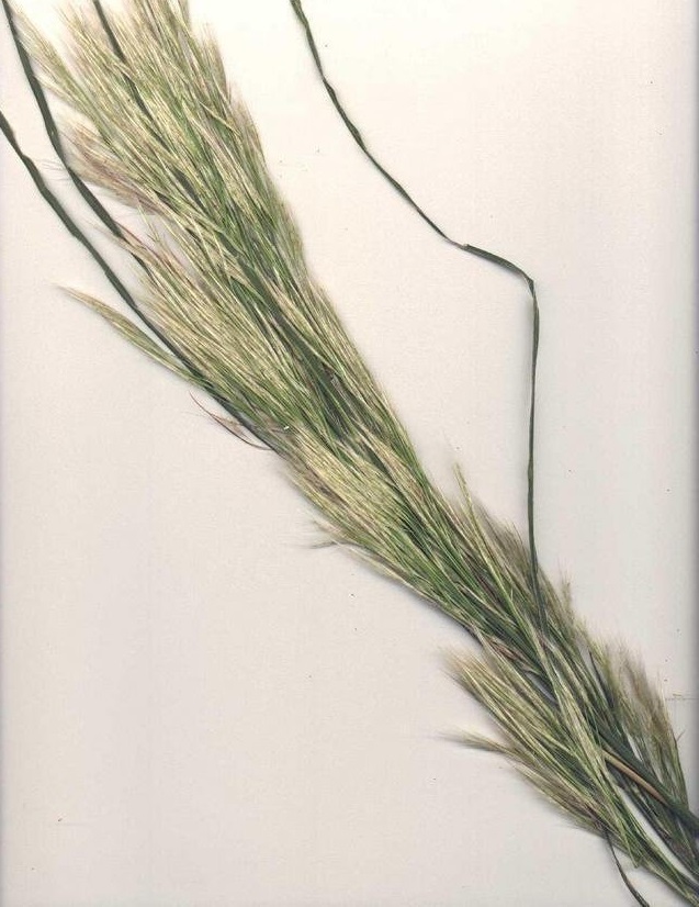 Bushy Bluestem
