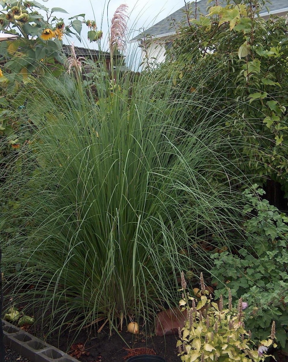 Pampas Grass Rosea