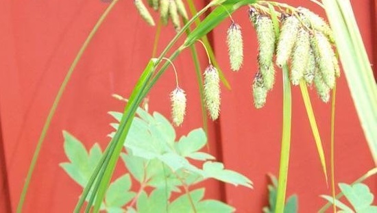 Mertens Sedge