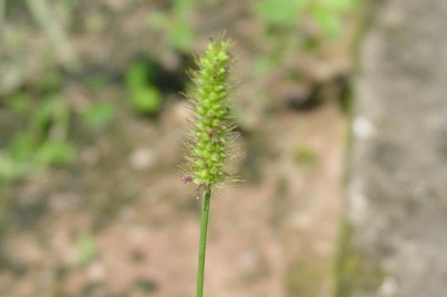 Marsh Bristlegrass