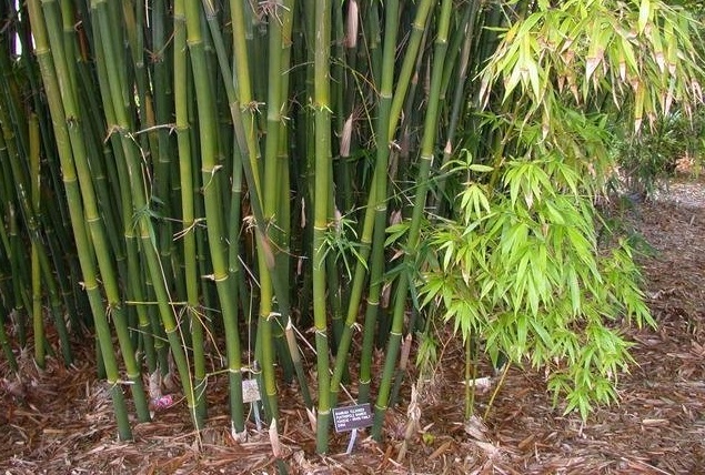Bambusa Species, Punting Pole Bamboo