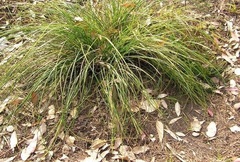 Xanthorrhoea Species, Bottlebrush Grass Tree