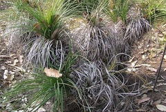 Xanthorrhoea Species, Dwarf Grass Tree