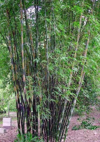 Bambusa Species, Maling Bamboo, Seabreeze Bamboo