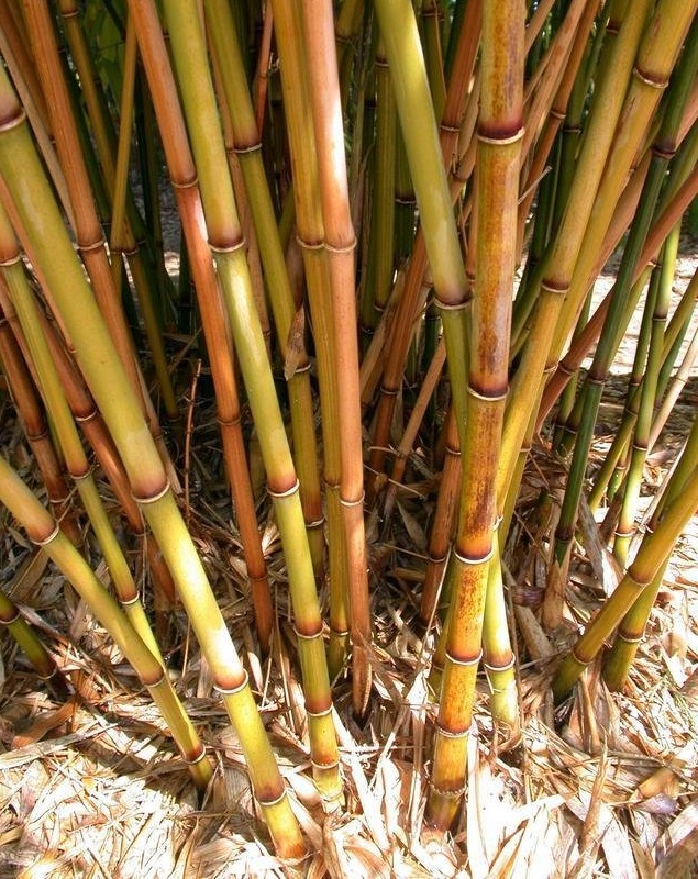Drepanostachyum Species, Khasia Bamboo