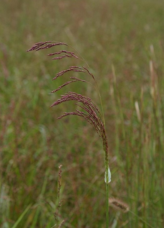 Tall Redtop