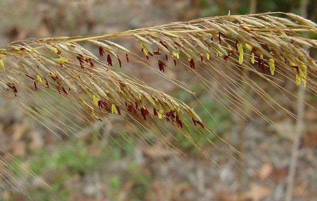 Lopsided Indiangrass