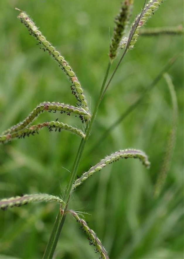 Paspalum