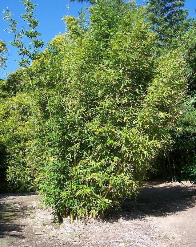 Bambusa Species, Pachi Bamboo
