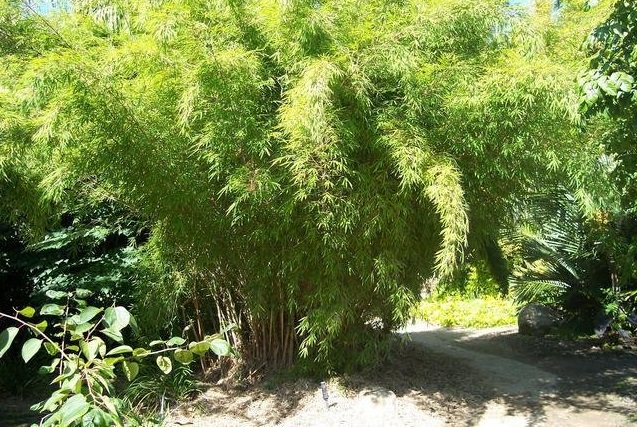 Fargesia Species, Chocolate Bamboo