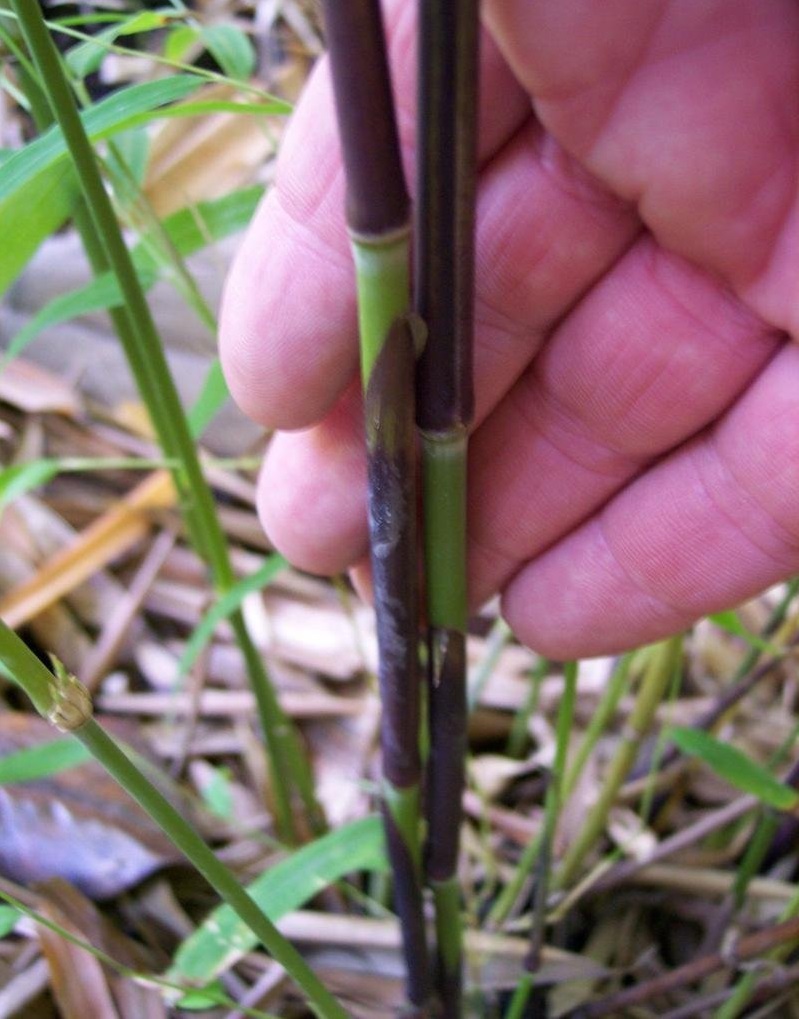 Himalayacalamus Species, Porcata Blue Bamboo