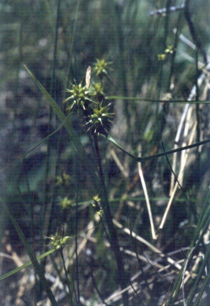 Green Sedge