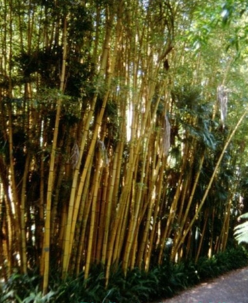 Phyllostachys Species, Pigskin Bamboo, Sulphur Bamboo