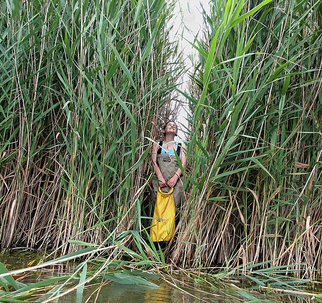 Variegated Reed Variegatus