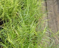 Carex, Miniature Palm Sedge Little Midge