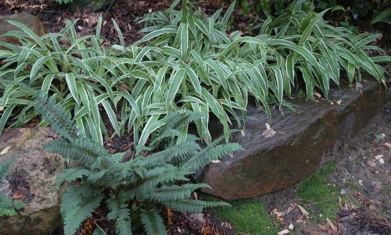 Creeping Broad-leafed Sedge Variegata