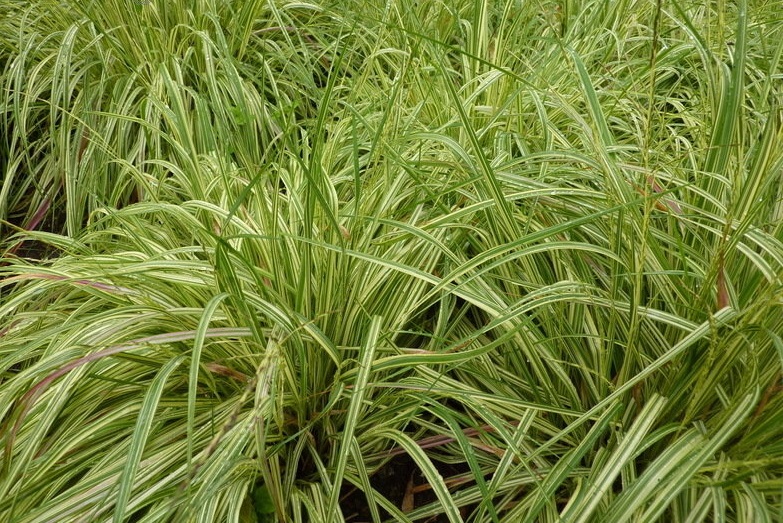 Variegated Purple Moor Grass Variegata