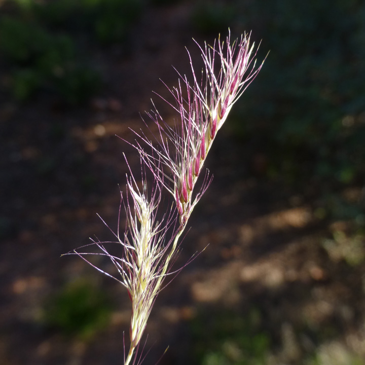 Red Grama Bouteloua trifida