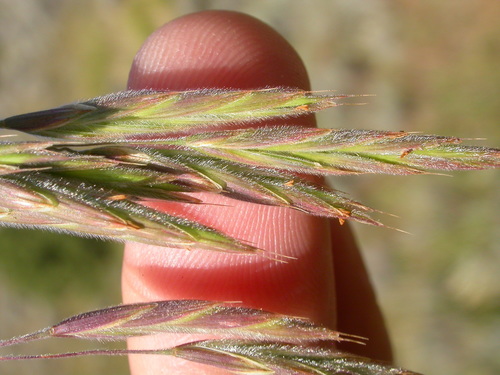 Nodding Brome