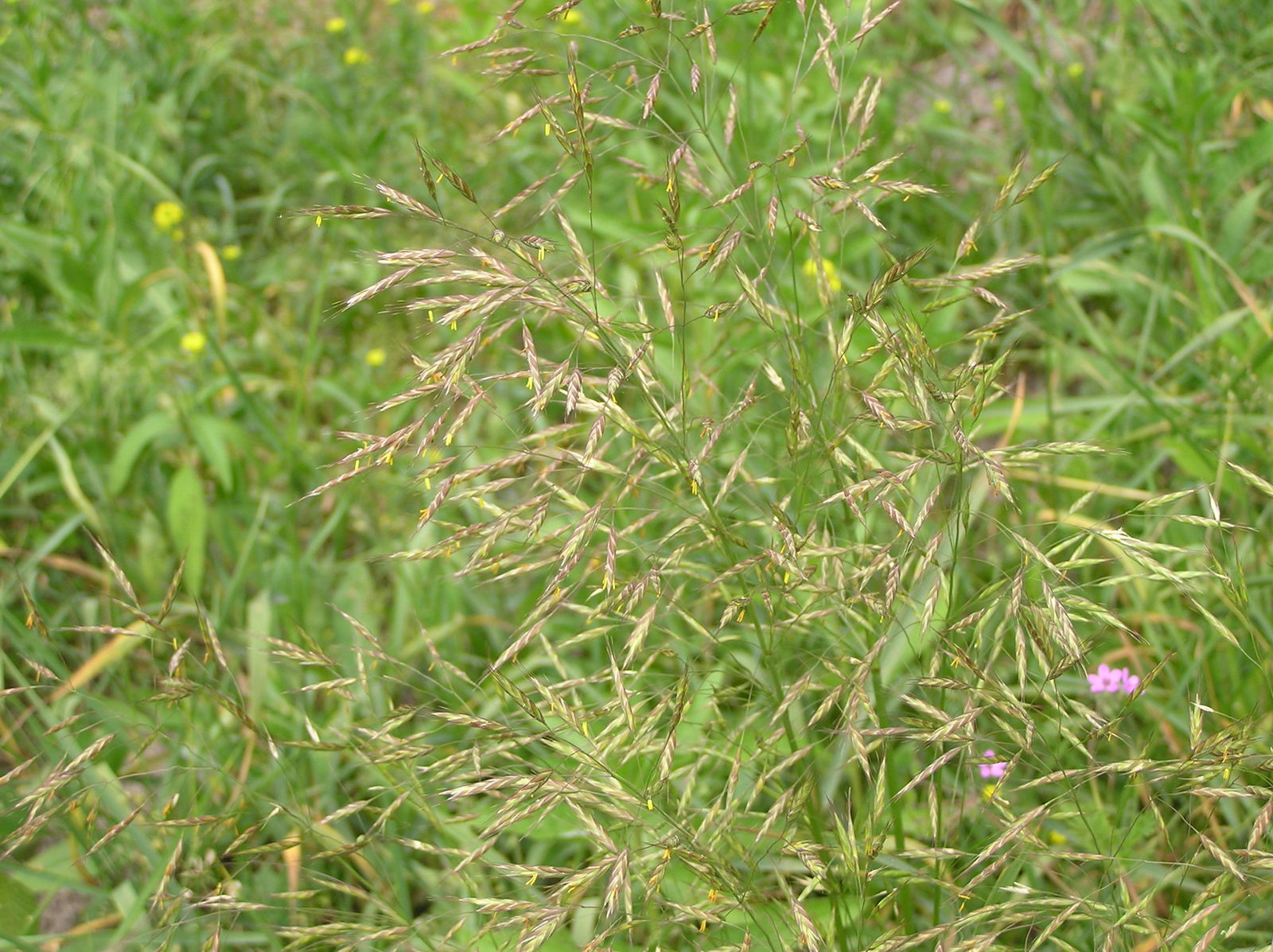 Field Brome