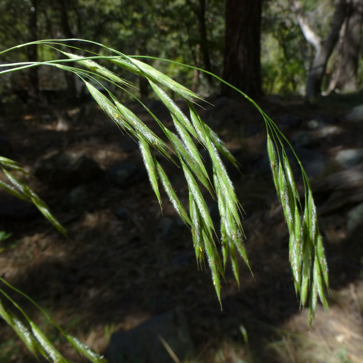 Fringed Brome Bromus ciliatus var. richardsonii