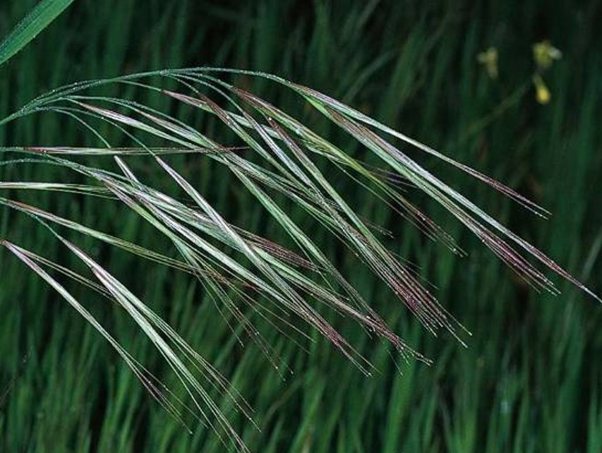 Ripgut Brome