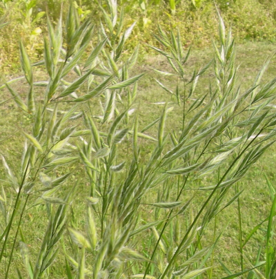 Mediterranean Brome