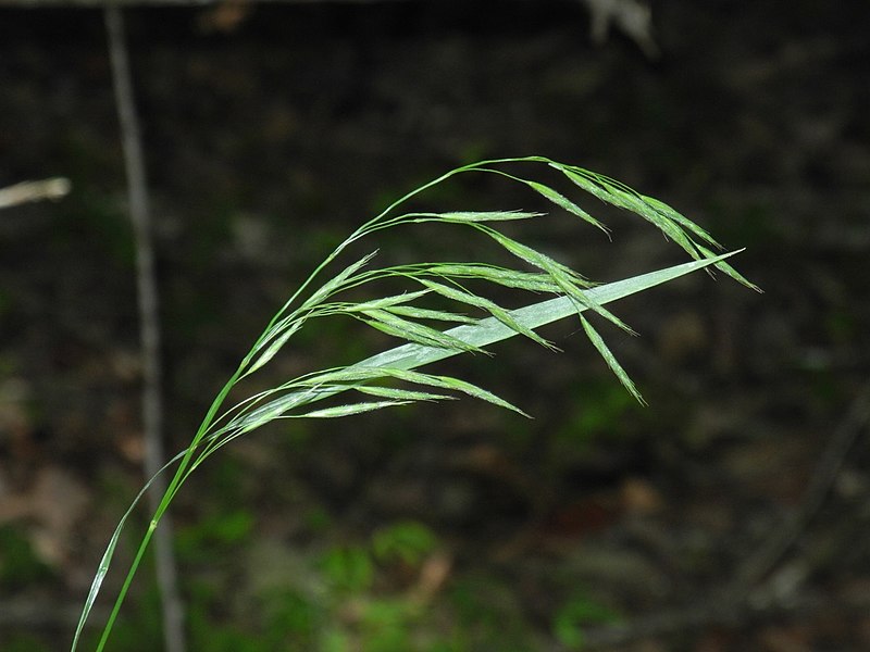 Nottoway Valley Brome