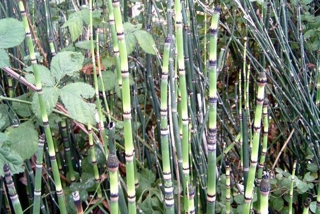 Marsh Horsetail
