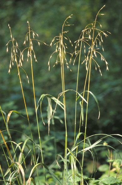 Great Basin Brome