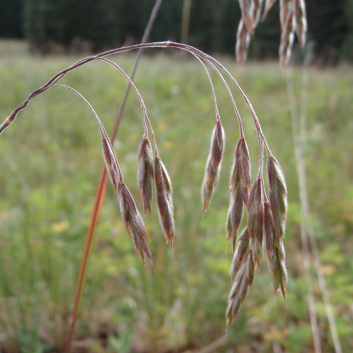 Porter Brome