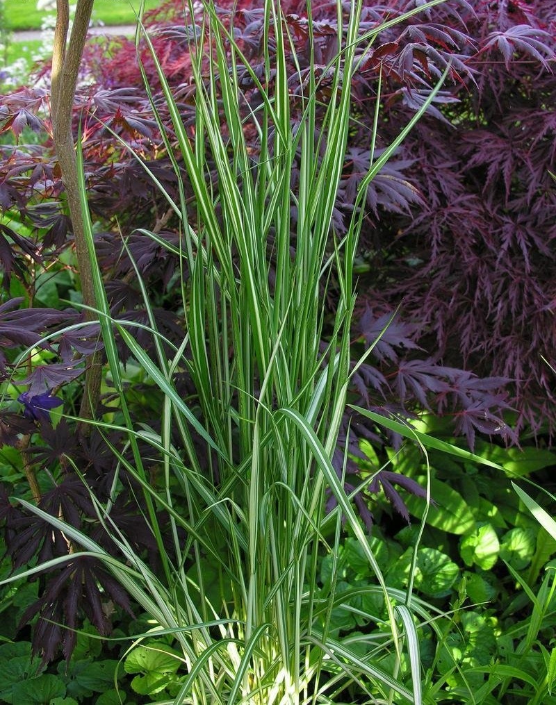 Calamagrostis, Feather Reed Grass Avalanche