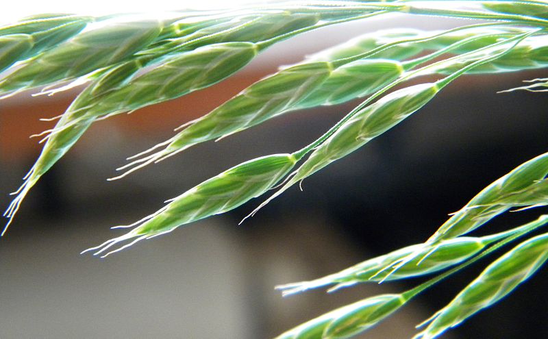 Bald Brome
