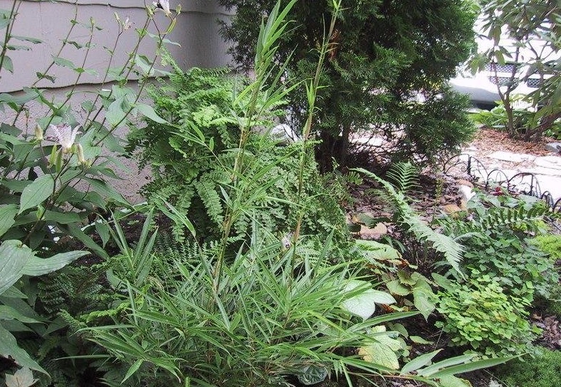Fargesia Species, Hardy Clumping Bamboo