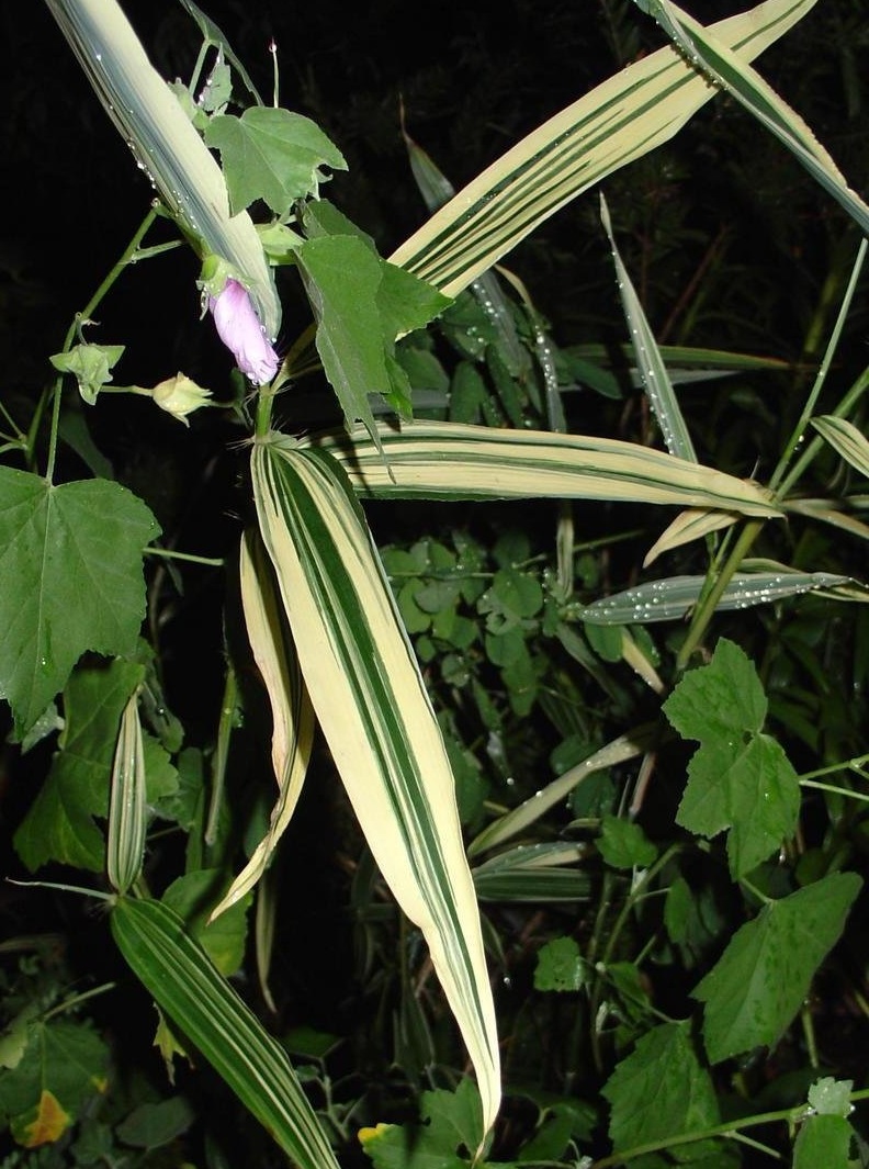 Phyllosasa, Bamboo Shiroshima