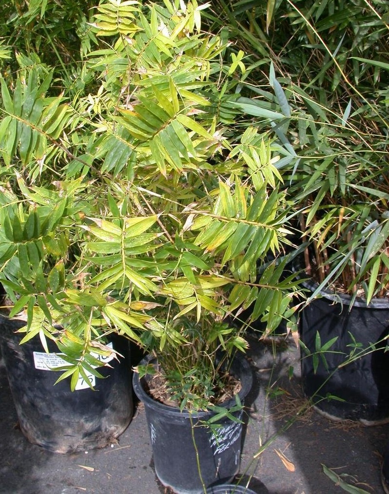 Bambusa, Chinese Bamboo, Hedge Bamboo Fernleaf