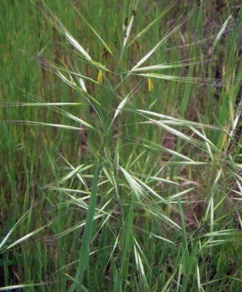 Poverty Brome