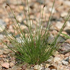 Densetuft Hairsedge