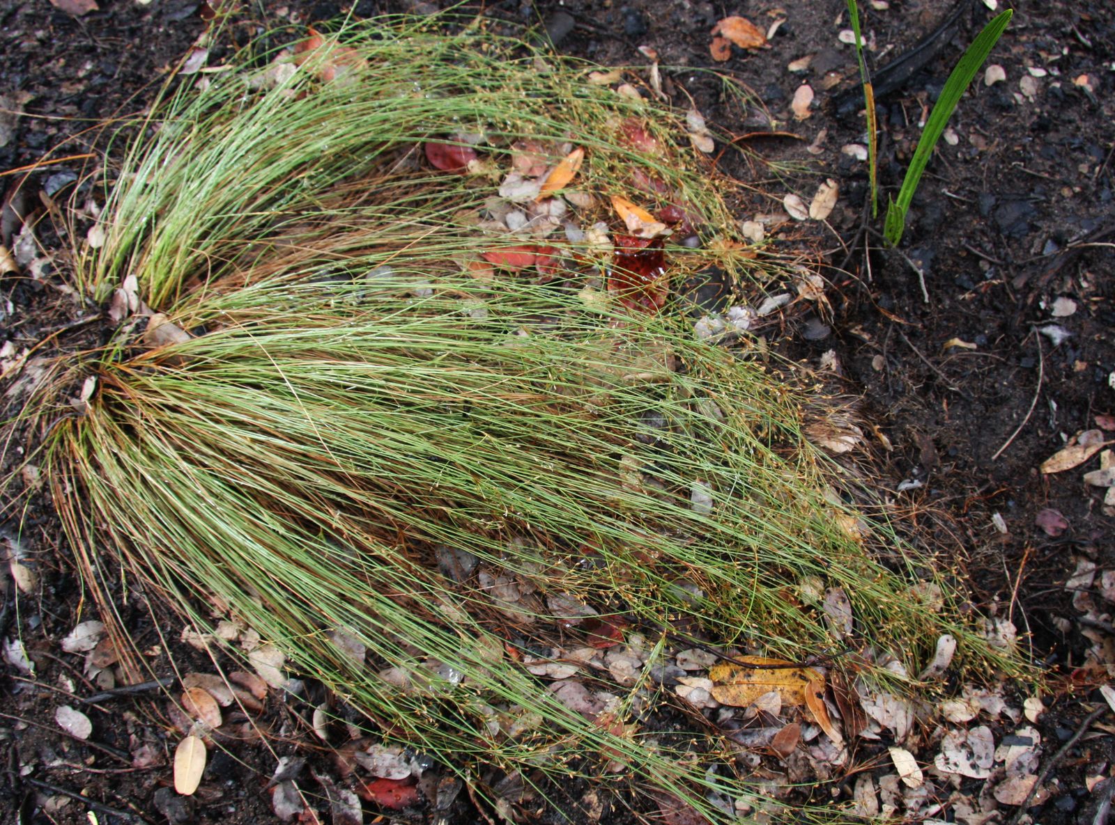 Rush Hairsedge