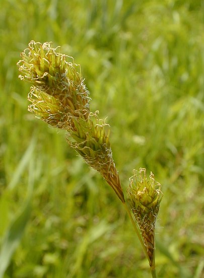 Bicknells Sedge
