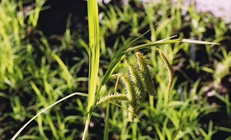 Fringed Sedge