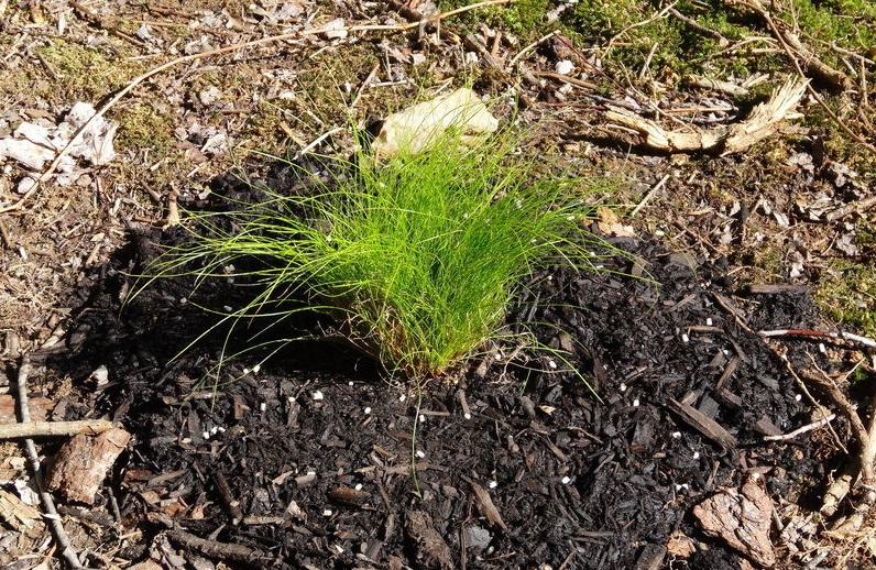 Bristleleaf Sedge