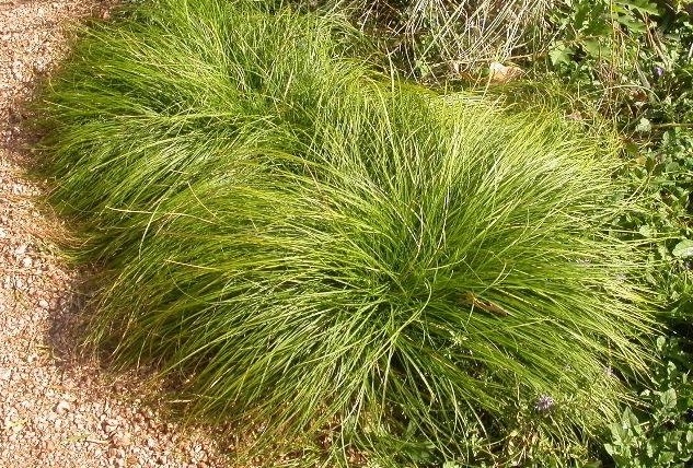 Cherokee Sedge