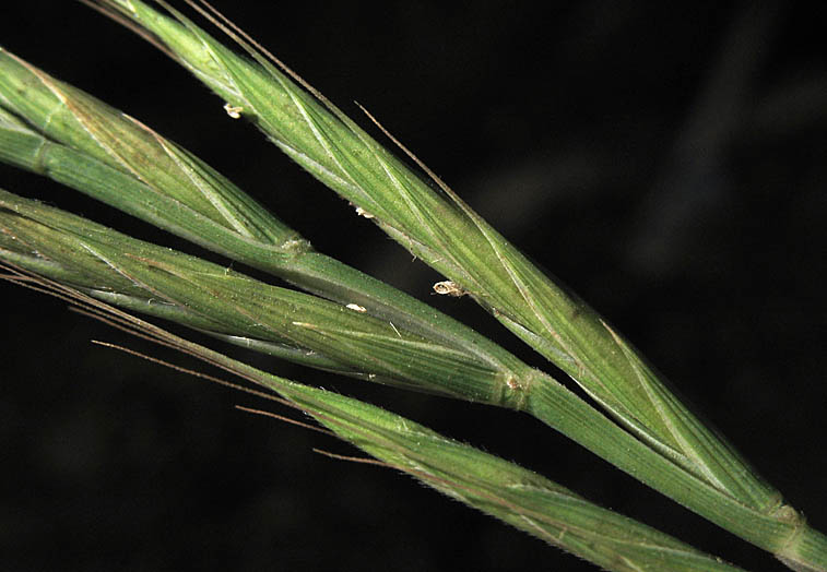 Purple False Brome