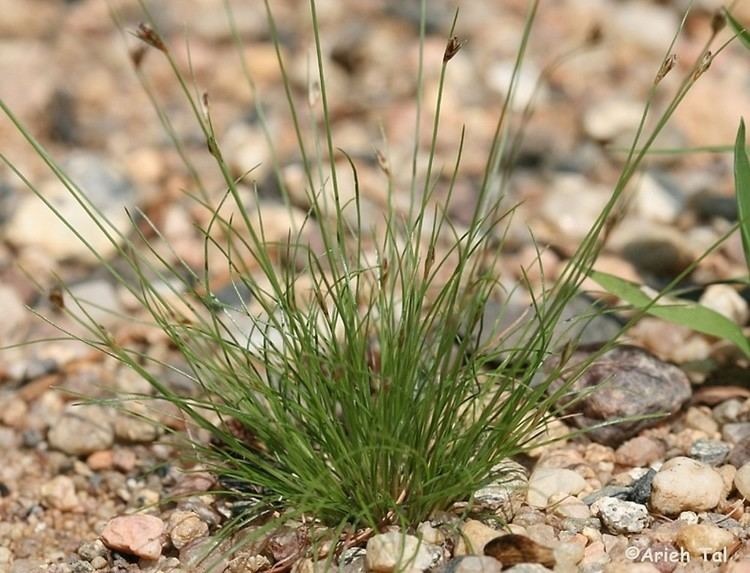 Capillary Hairsedge Bulbostylis ciliatifolia
