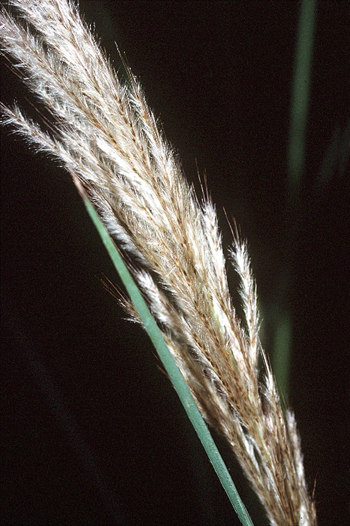 Sugarcane Plume Grass, Giant Beardgrass