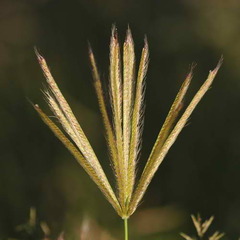 Slimspike Windmill Grass