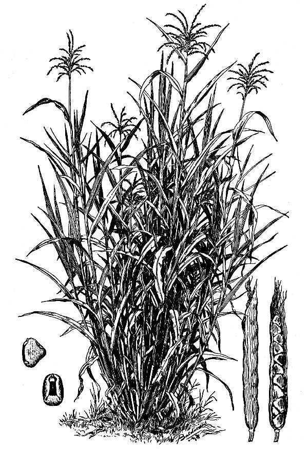 Teosinte