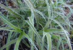 Snowy Wood Rush, Lesser Woodrush 'Lucius'