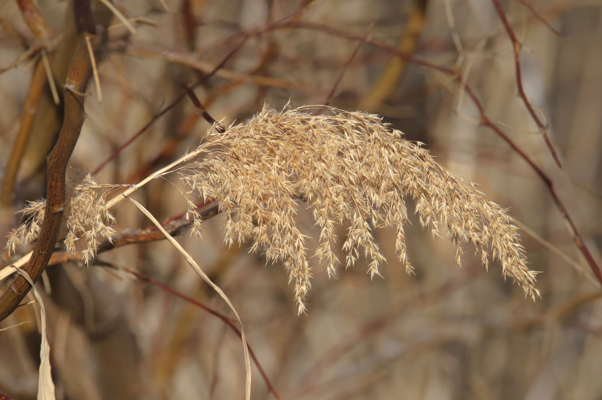 Fringed Brome
